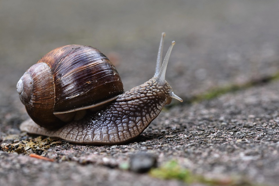 Snails like ghosts A new type of lockdown in Florida in America