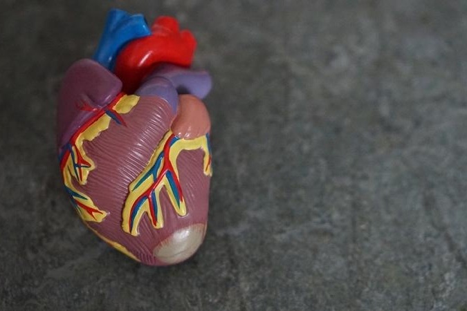 This lab-made heart chamber with living cells beats strongly