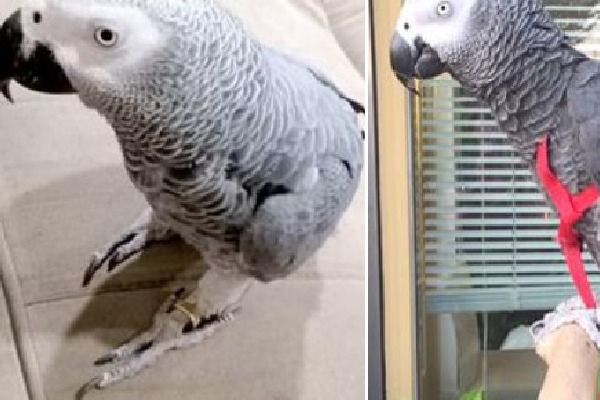 Fifty Thousand rupees bounty for a missing parrot
