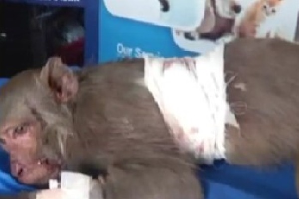 Bhimavaram: Bullet removed from monkey’s body after surgery
