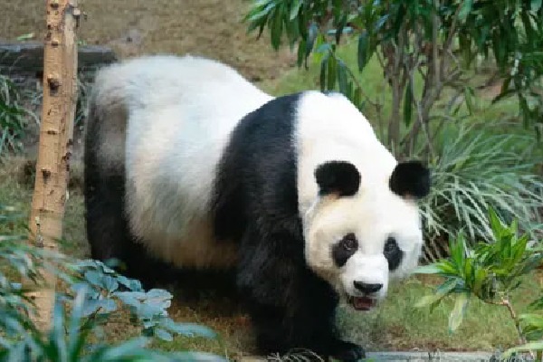  worlds oldest captive male giant panda An An dies in Hong Kong zoo aged 35