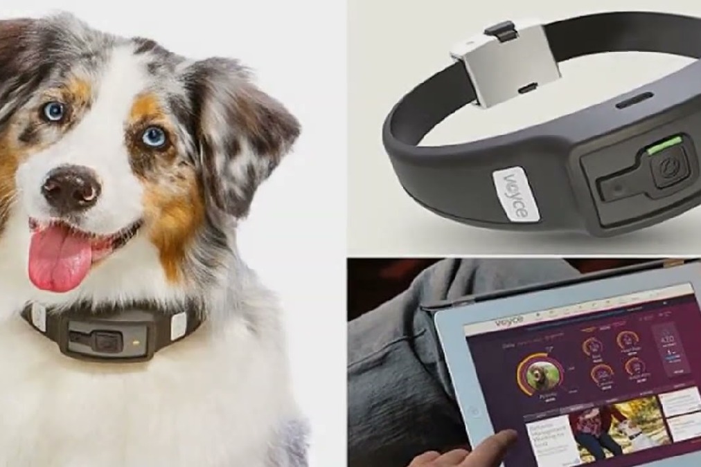 Three Bengaluru students design a smart watch for pets
