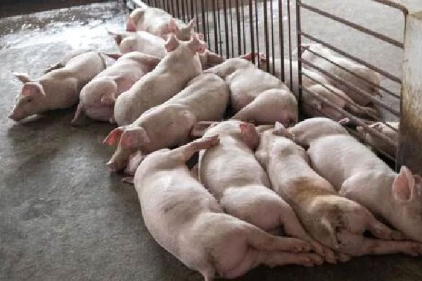 African swine fever found in Keralas Wayanad 
