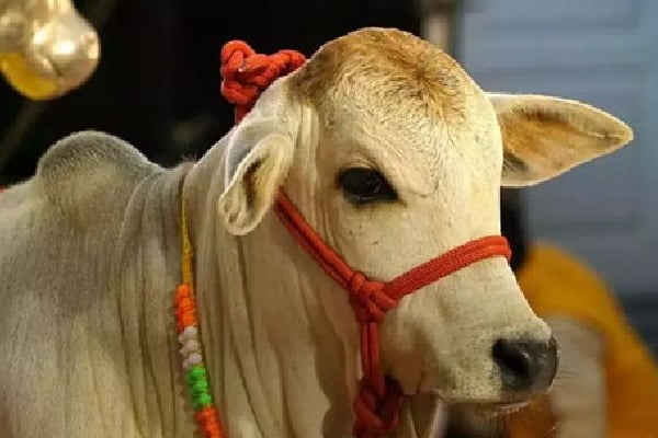Baba Ramdev buys Punganur cow for Rs 4 Laks