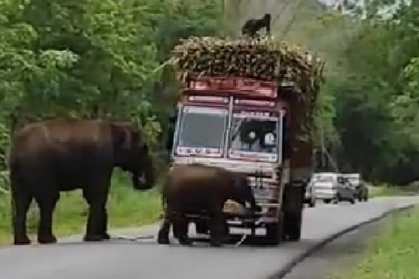 Elephants Block Sugar Cane Truck
