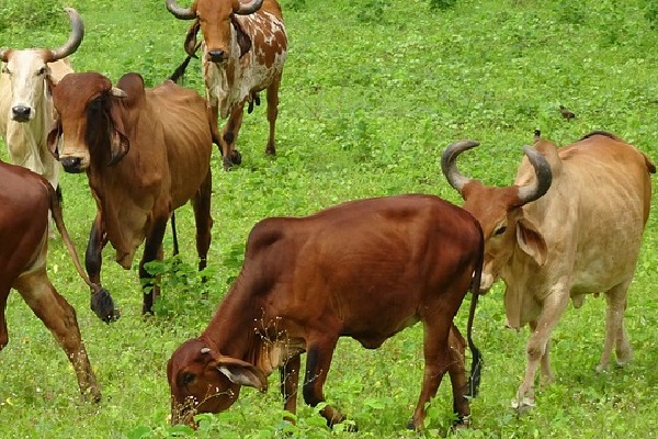 GAU vision app IIM Ahmedabad paper proposes new facial recognition tool for Cows
