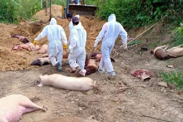 685 pigs killed in two farms in kerala as african swine flu