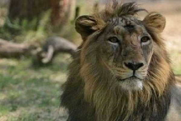 Pakistan selling lions as cheaper as buffaloes