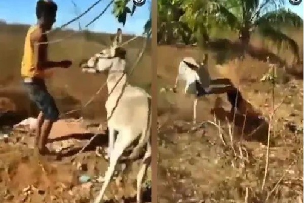Man slaps and kicks donkey repeatedly in viral video
