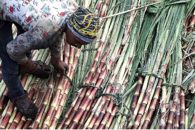 Govt approves sugarcane FRP of Rs 305 per quintal for FY23 season