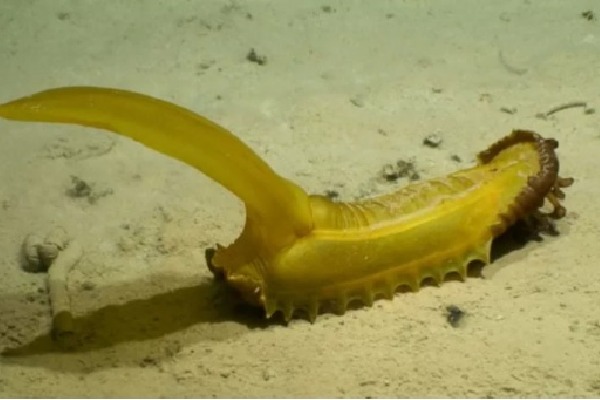 This is not a banana It is a new creature Scientists found in the Pacific Ocean