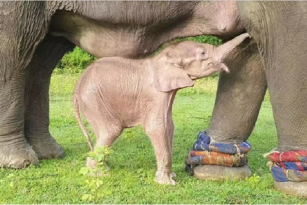 Rare white elephant born in western myanmar