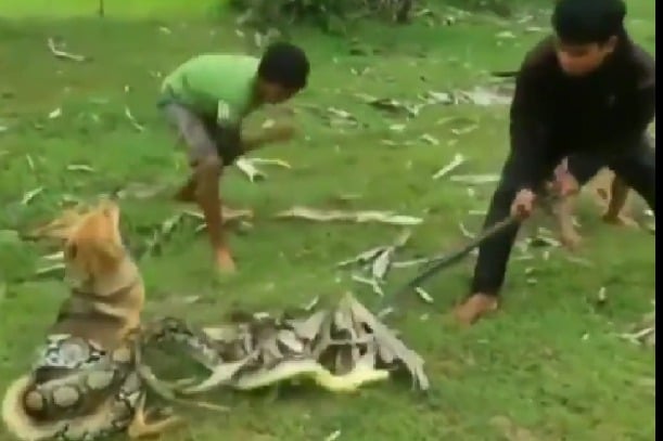 Three boys fight a giant Python to save their Dog