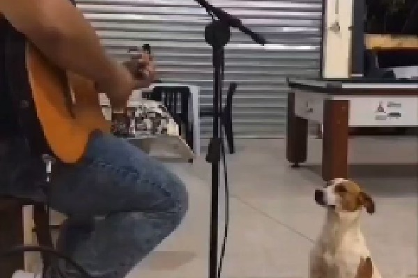 Stray dog listens to live music at a bar You wonot believe what happened next in viral video