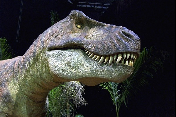 Scientists say that the secret of the T Rex dinosaurs strength is its small eyes