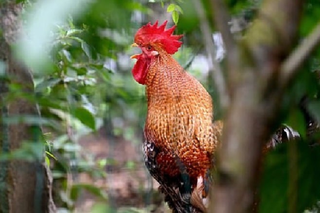 German couple sick neighbours rooster crowing legal action removed