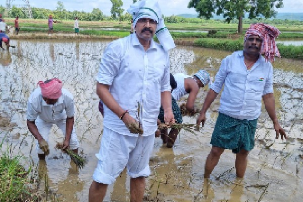 VV Lakshminarayana completes paddy plantation 