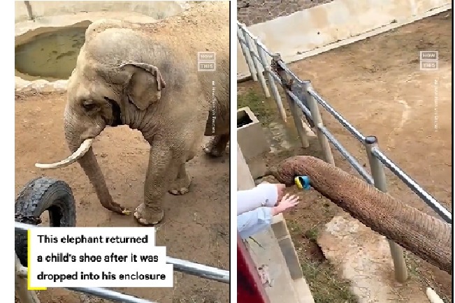 Elephant returns shoe that fell in enclosure