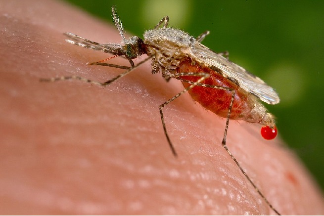 List of vector borne diseases caused by mosquito bite
