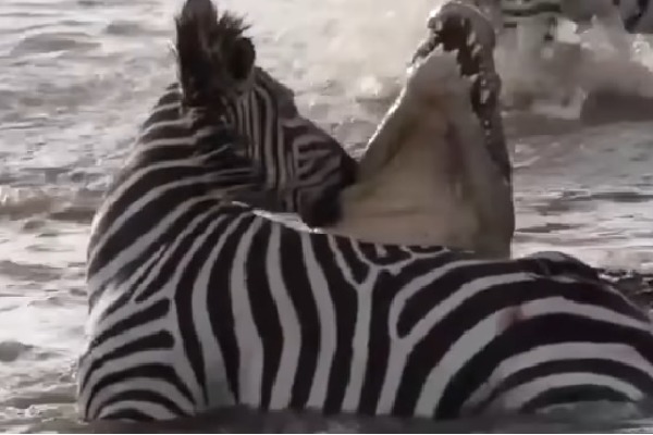 Zebra sinks teeth crocodiles throat in Kenya