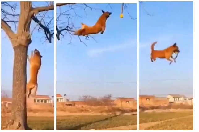 Belgian shepherd Dogs climbing tree and snatching fruit