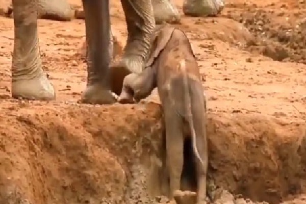Baby elephant gets help from females in the herd to get out of a ditch
