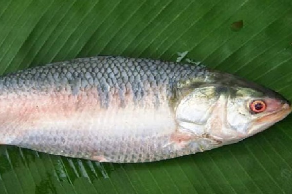 2 kilo pulasa fish sold for Rs 19 thousand