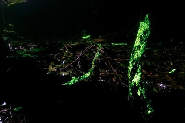 Close to us is a forest that glows in the dark Trees and bushes are emitting light
