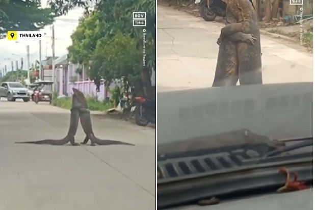 Monitor lizards wrestling in the middle of the road
