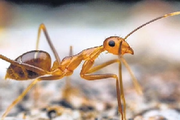 Yellow Crazy Ants That Are Leaving Snakes Dead And Causing Cattle To Go Blind In Tamil Nadu