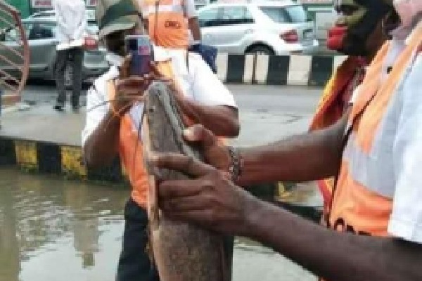 Fishes on Bangalore road after heavy rains lashed the city