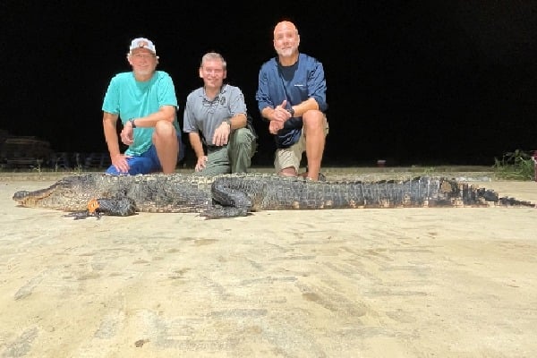 Two brothers catch over 10 feet long alligator it could be 100 years old