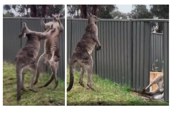 Kangaroo wrestling Here is the viral video