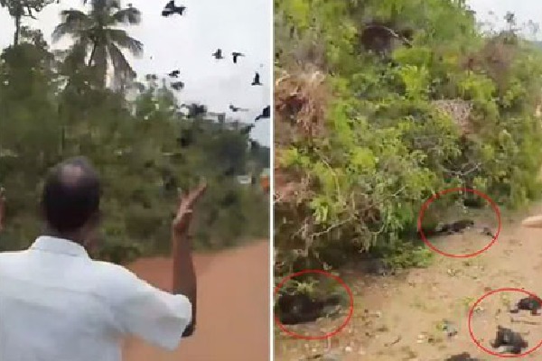 Baby birds fall to death after tree gets chopped down in Kerala