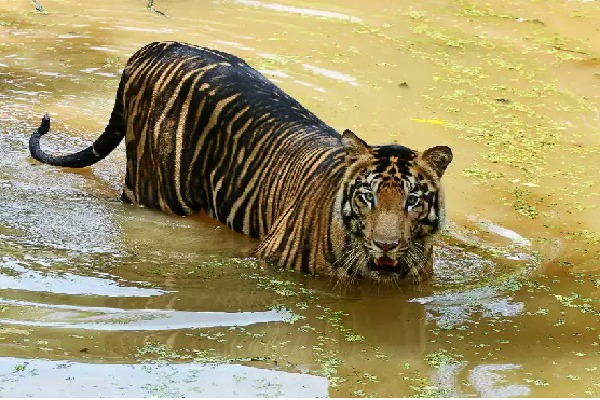 Madhya Pradesh Woman Fights Off Tiger Saves Son From Its Jaws