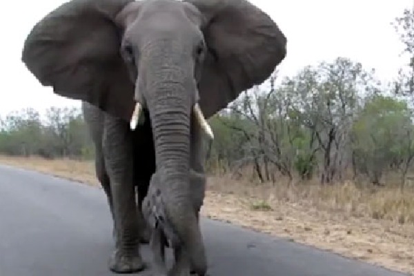 Elephant mother stops calf from getting too close to safari tourists