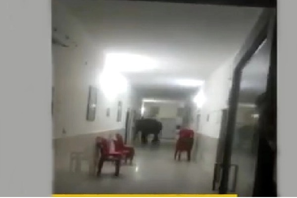 Elephants enters in to Army hospital in West Bengal