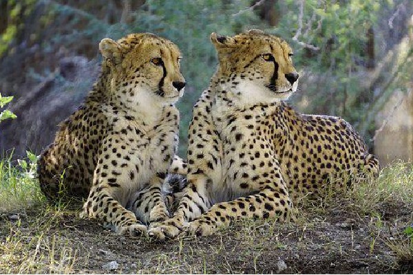 PM Modi will inaugurates rare project of Cheetahs Translocation 