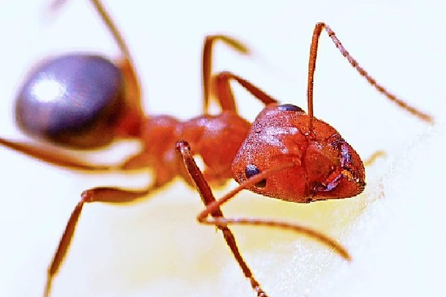Ants invasion forces people to flee from Odisha village
