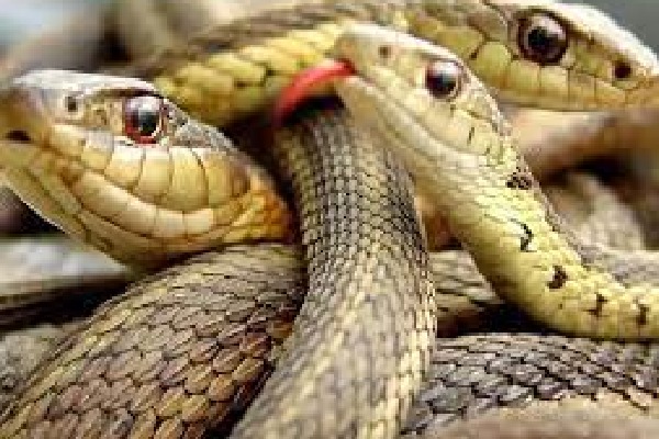 After floods Bengalureans now face snakes rodents menace