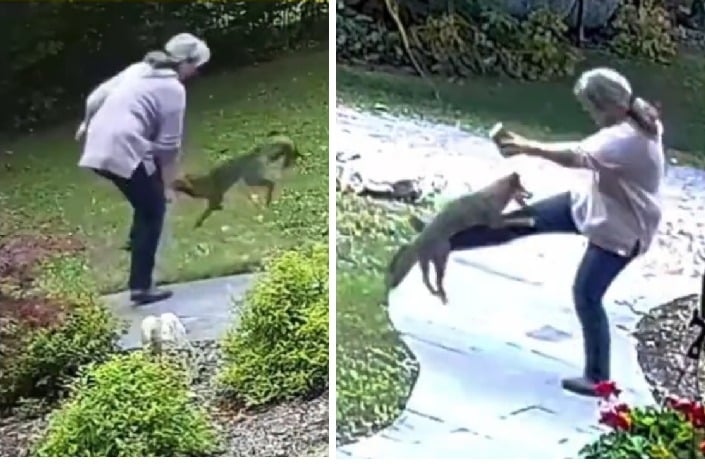 Woman getting attacked by a rabid fox