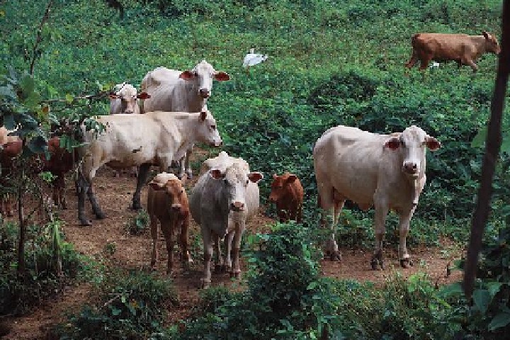 67K cattle died so far by lumpy skin disease