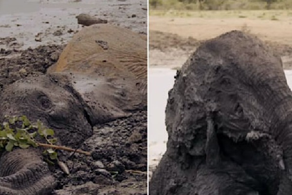 Elephants stuck in mud for two days get rescued in Kenya Video is viral