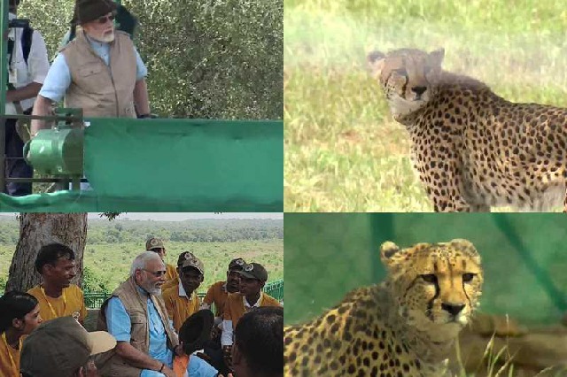 Prime Minister Narendra Modi releases the cheetahs that were brought from Namibia this morning