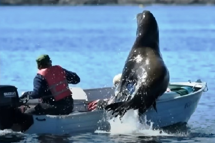 Sea lion jumps into boat to evade killer whales