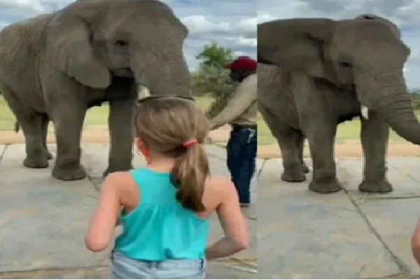 Watch: An elephant dances imitating a cutie pie; netizens go gaga over video