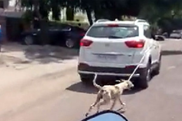 Video Shows Dog Tied To A Car Being Dragged In Jodhpur