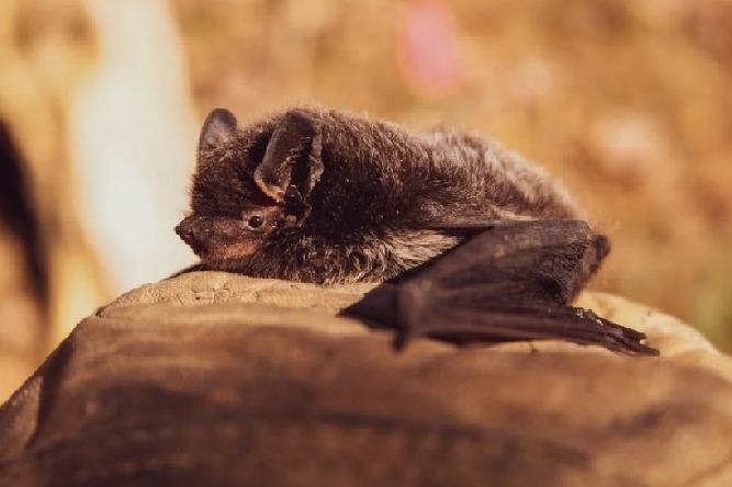 Researchers Find Bat Virus Khosta 2 In Russia Says It Could Infect Humans like corona