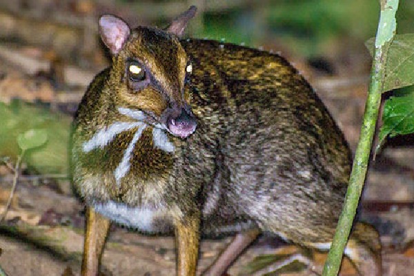 Mouse Deer found in Anakapalle district in Andhrapradesh