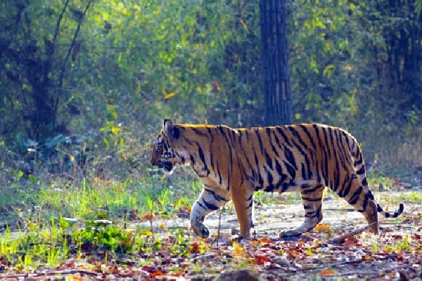 Hyderabad shooter in Bihar to capture man eater Royal Bengal tiger